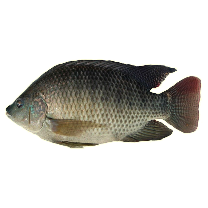 Tilapia (sato)