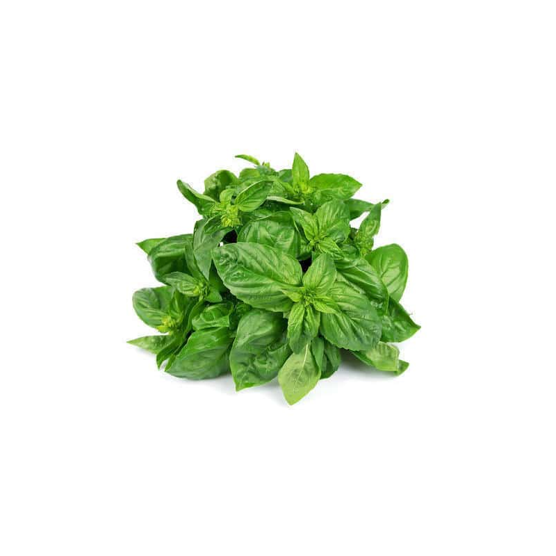 Basil - Per Bunch